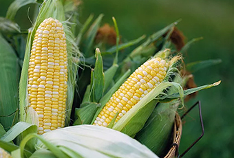 玉米